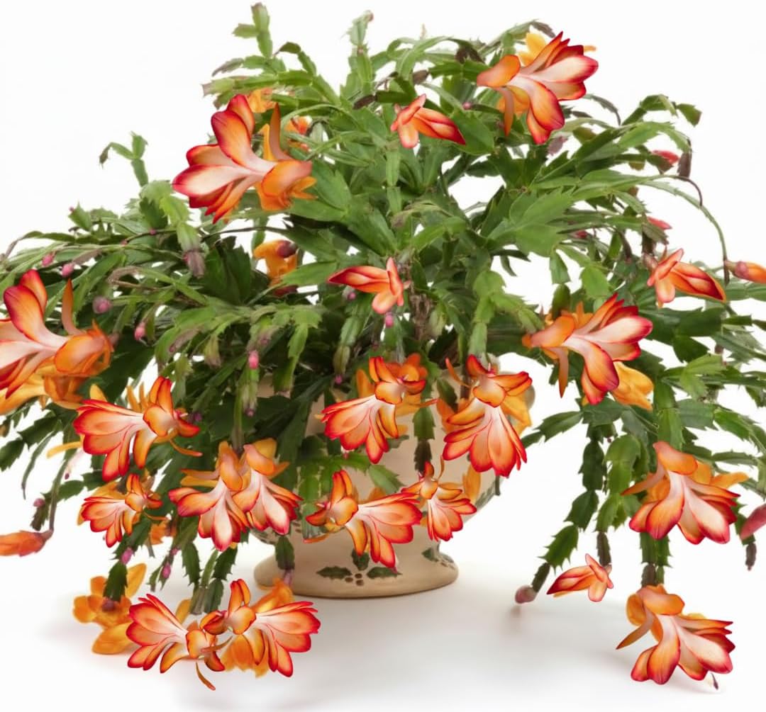 True Thanksgiving Cactus Plant Live in 4" Pot, Ready to Bloom, Holiday Christmas Cactus Plants Live, Vibrant Blooms (Orange)