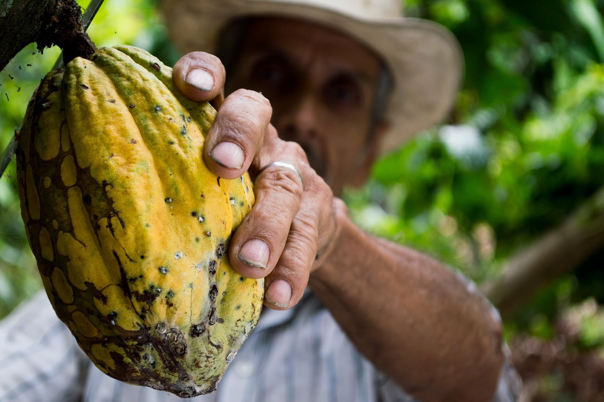 Meybona Urspungs-Schokolade Zartbitter | Peru | 72% Kakao | 10x100g | Schokoladentafel, ausgewählte Edelkakaobohnen, 72% Kakao, Bean-to-Bar, Single Origin Edel-Schokoladen