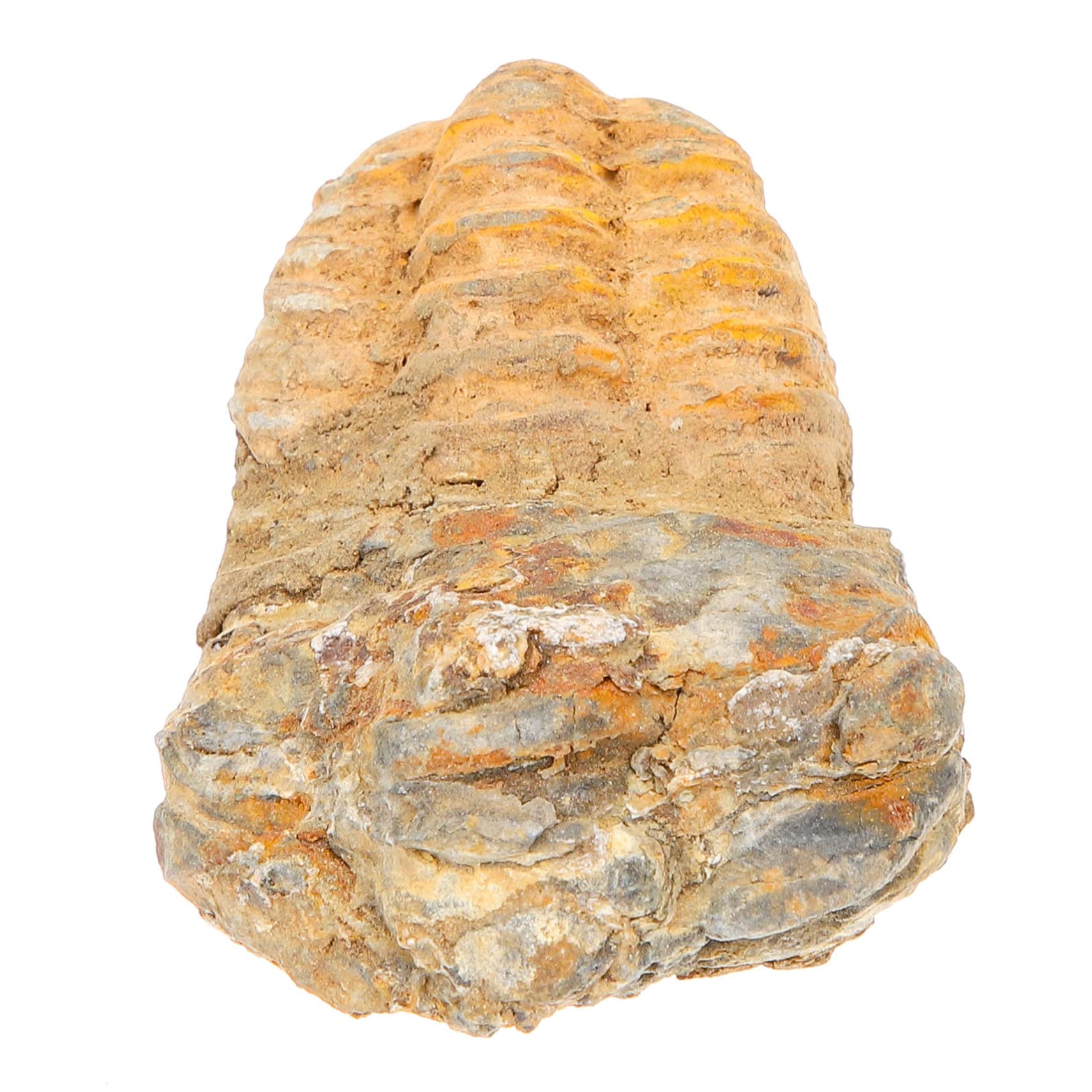 Mobestech Trilobite Trilobite Tail Rocks Paleontology Adornment Trilobite Props Teaching Specimen Decor Kit Real Children Toys Student Teaching Model Decor Sample Ornament Stone