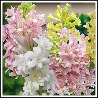 Tuberose Plants Bulbs,Tuberose Bulbs Double,Beautiful Home Grown Flowers,Courtyard Decoration,Garden Art Necessities-10bulbs-A