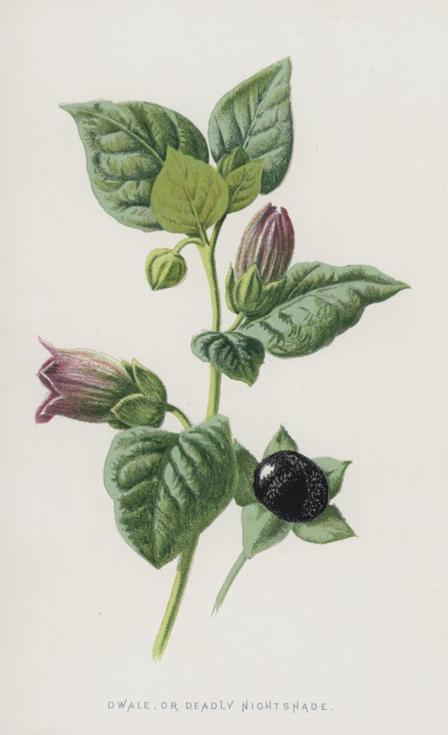 ARTXLXXBN Famous Print Painting Colorful Art Print Dwale or Deadly Nightshade by Frederick Edward Hulme Canvas Art Decorations for Home Decor 60x90cm