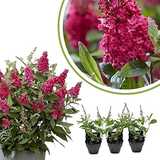 Pack 2 Butterfly Bush Live Plant, Fragrant Buddleia Shrub, 4-9 Inch Height, Vibrant Blooms for Landscaping (Raspberry Butterfly)