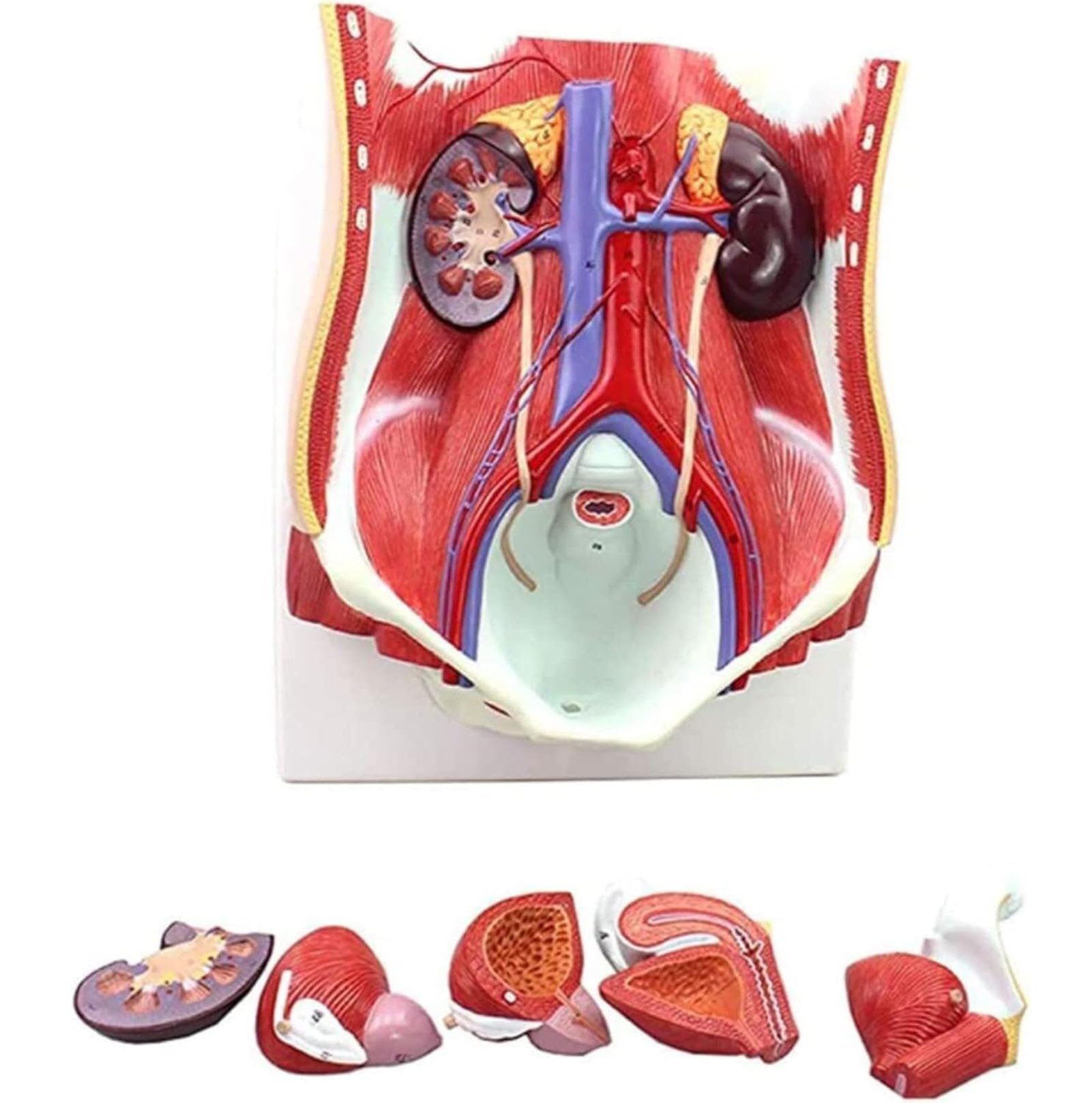 Système urinaire humain AMITD taille réelle pour dynamiser vos cours d'anatomie médicale