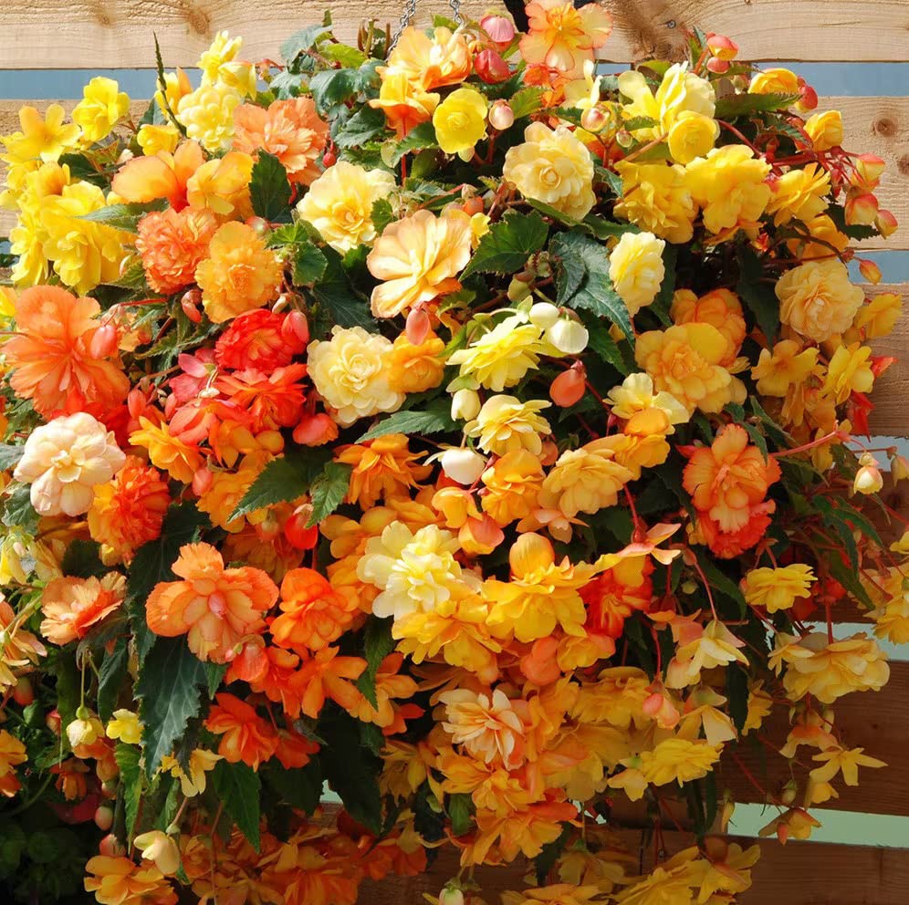 Votaniki Cascade Begonia Mix