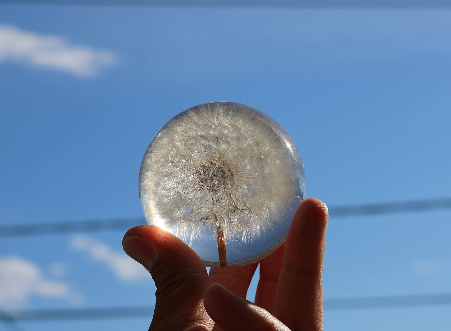 COREFLEX Real Dandelion Paperweight, Dandelion in Resin Ball in Gift Box, 2.75inch(70mm) Home Office Desktop Decor Decoration, Birthday, Wedding Gift and Valentine's Day - Image 5