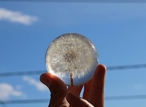 Miniatura 5 de COREFLEX Pisapapeles de diente de león real, diente de león en bola de resina en caja de regalo, 2.75 pulgadas (2.756 in) decoración de escritorio