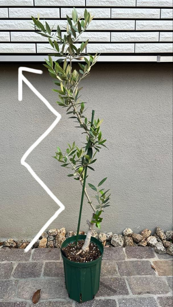 オリーブ ピクアル オリーブの木 8号 鉢下からおよそ90センチ 2025年 オリーブ ピクアル オリーブの木 8号 鉢下からおよそ90センチ 2025年