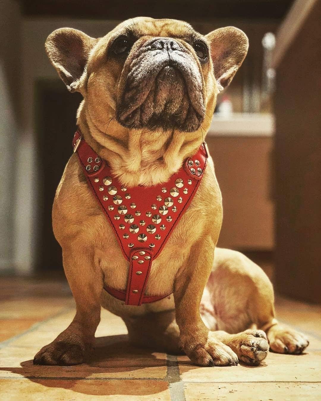 Bestia Studded Leather Harness. French Bulldog Size. 100% Leather. Handmade in Europe