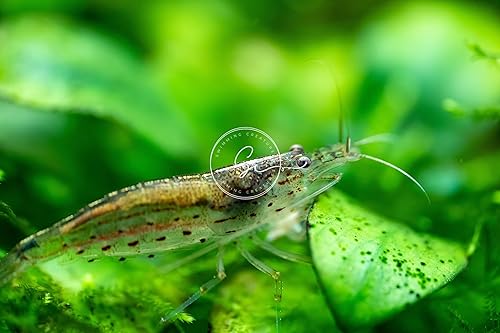 Miniatura 2 de Swimming Creatures 10 Camarones Amano Premium de Alta Calidad Caridina para Acuario de Agua Dulce Vivos