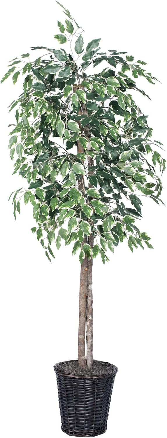 Vickerman 6-Feet Artificial Variegated Ficus Economy Tree in Decorative Container