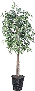 Vickerman 6-Feet Artificial Variegated Ficus Economy Tree in Decorative Container