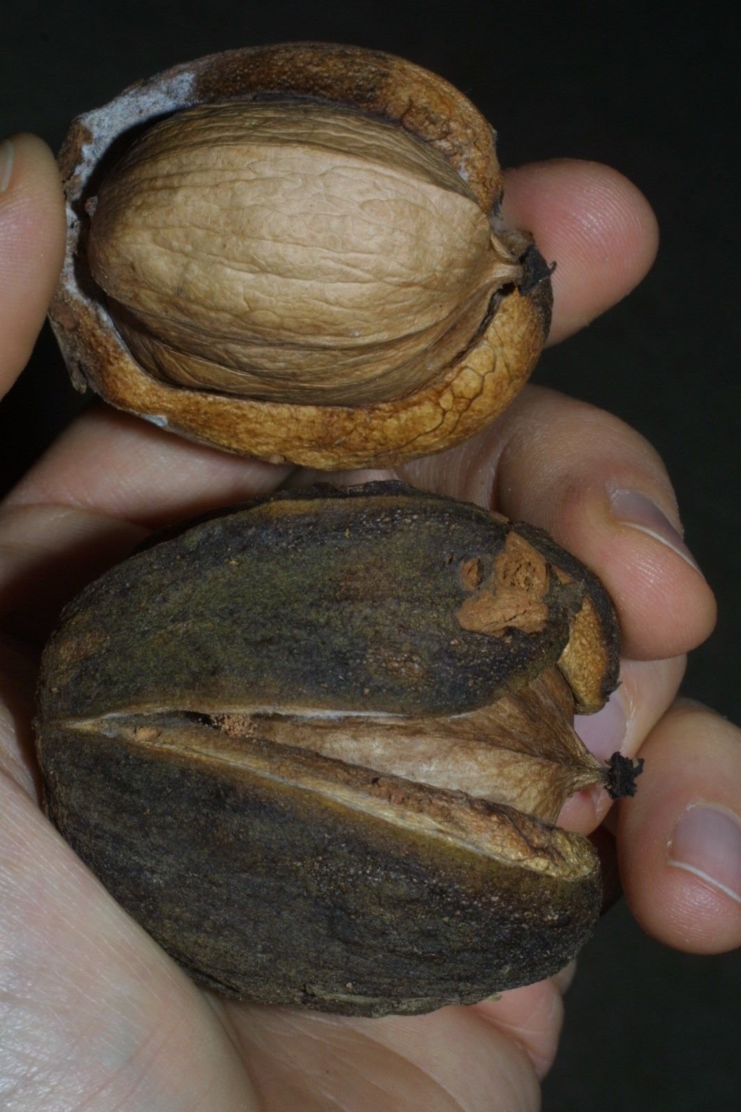 Shellbark Hickory, (King Nut) Carya Laciniosa, Tree 1 Seeds
