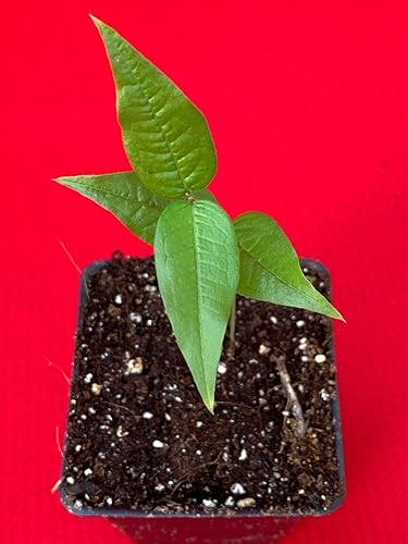 Miniatura 2 de Almacén de EE. UU., planta viva (no semilla ni bulbo), planta blanca Jaboticaba Plinia Aureana de hoja grande de árbol frutal de uva brasileña