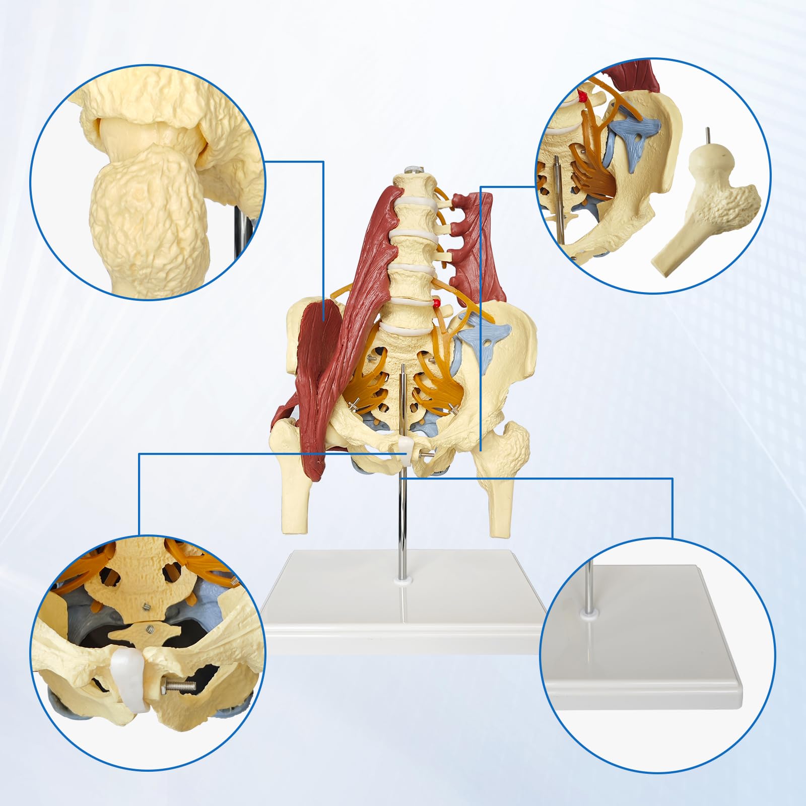 Modelo pélvico Con Columna Lumbar y Músculos Nervios, De tamaño real Modelo De Pelvis Femenina Anatomía Modelo de Anatomía para la Ciencia, Enseñanza, Médicos