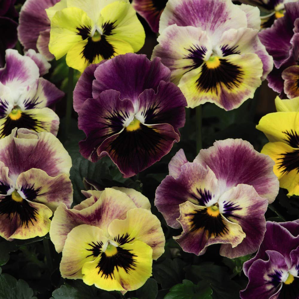Buy Pansy 'Frizzle Sizzle Fire Mixed' Viola x wittrockiana Hardy