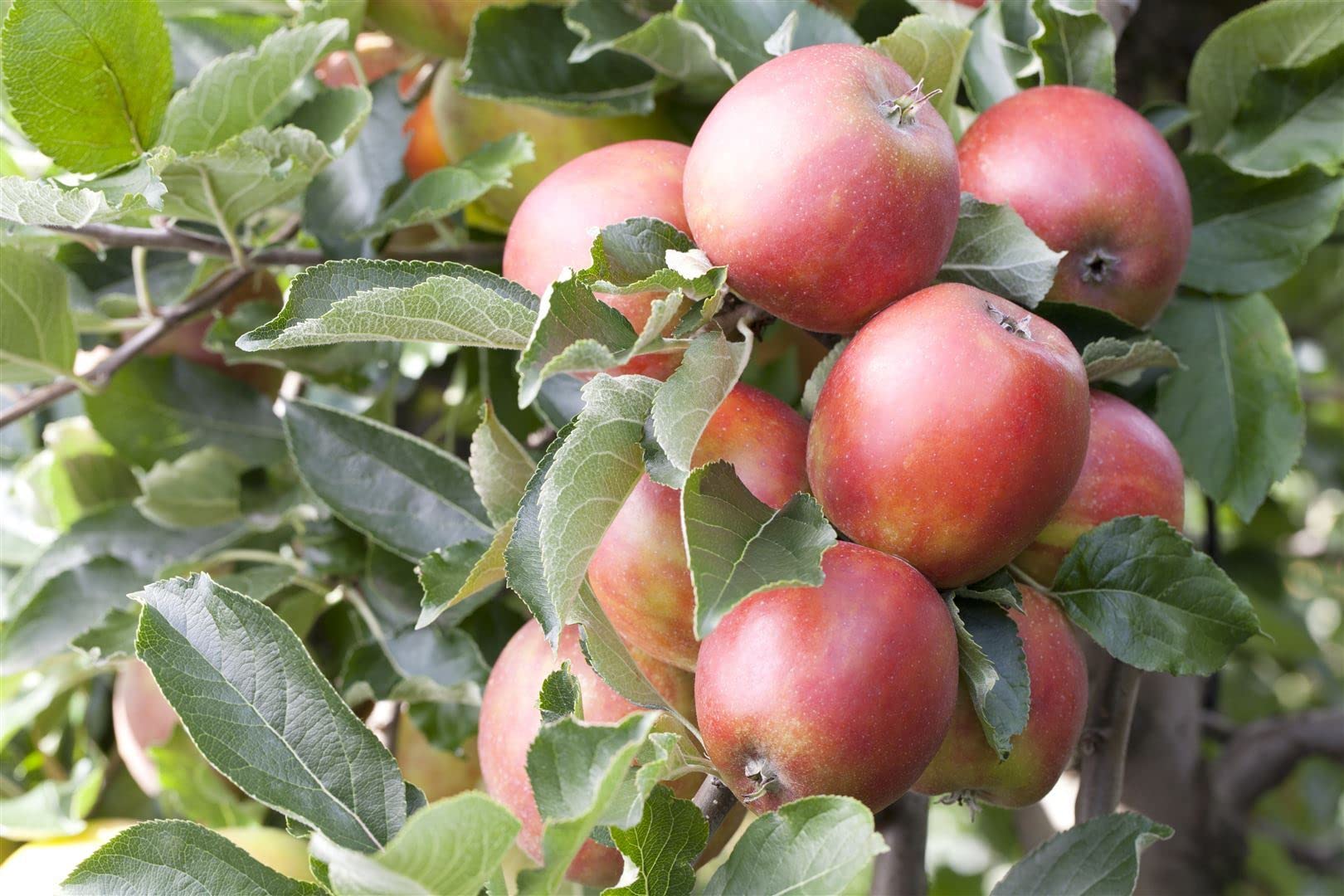 Apfelbaum Malus domestica Braeburn 150-200 cm Obstbaum winterhart