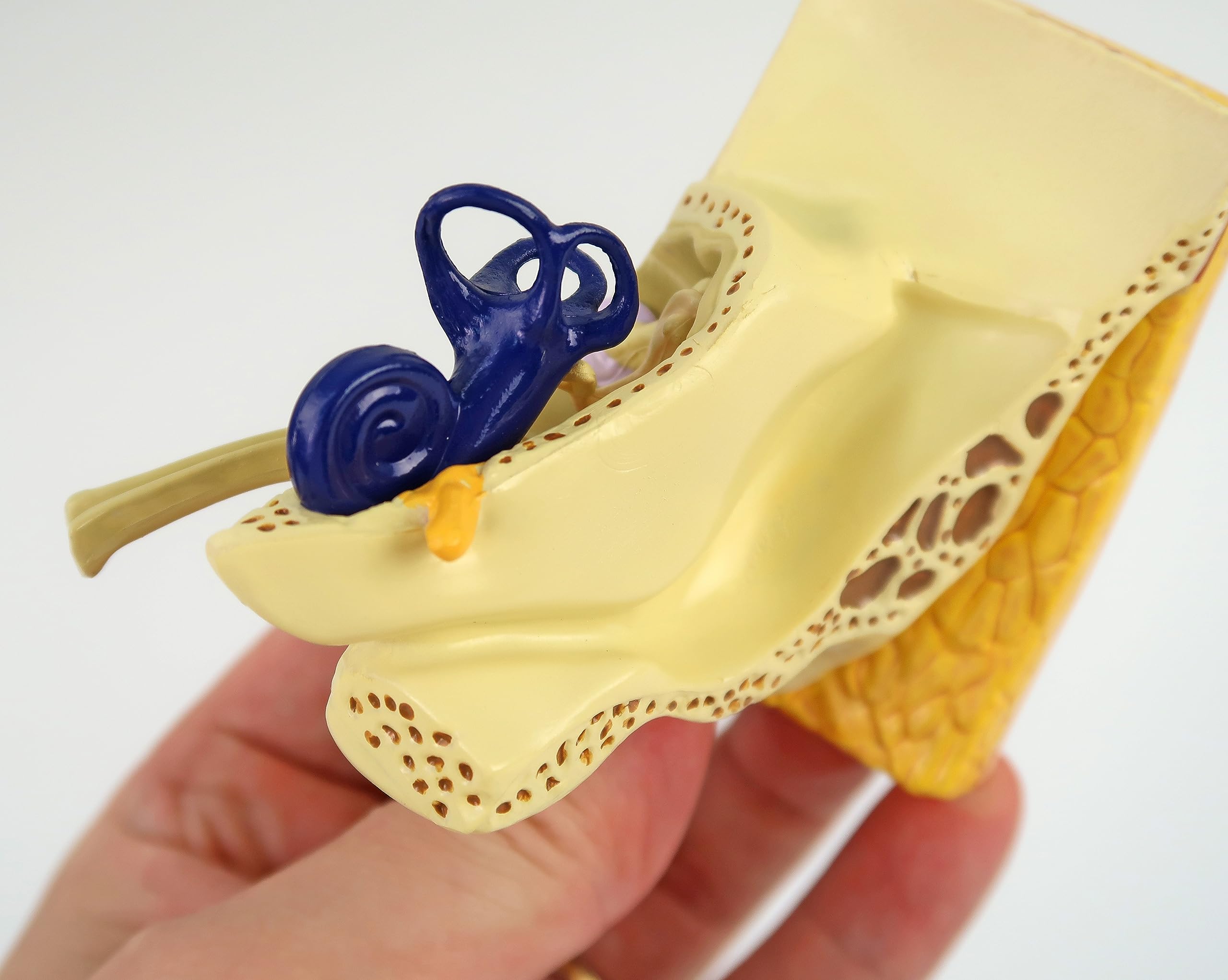 GPI Anatomicals 2250 Modello di Orecchio