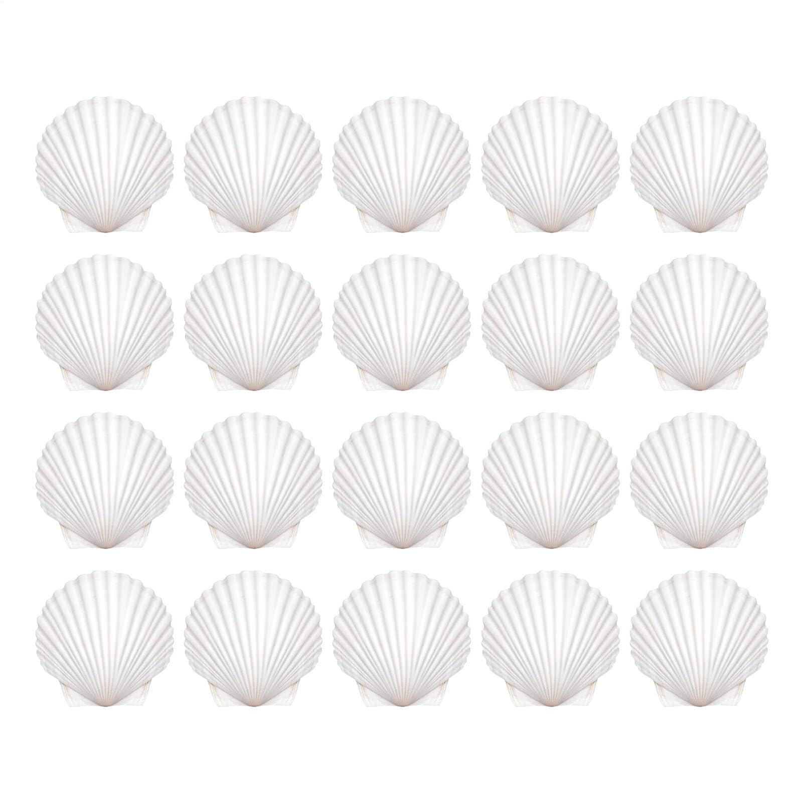 Conchas marinas suministros DIY manualidades adultos niños pack decoración interior
