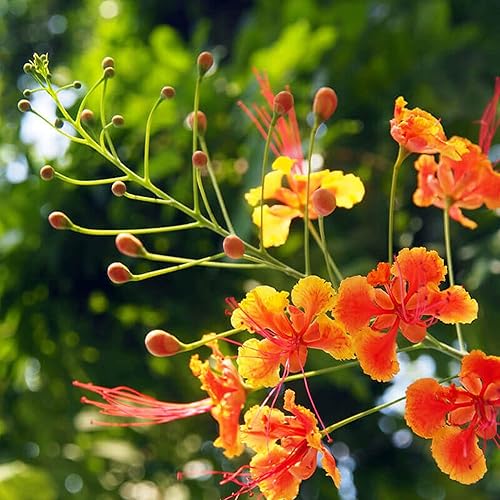 CHUXAY GARDEN Semilla roja de pájaro del paraíso 15 semillas raras de Caesalpinia Pulcherrima Flor Extremadamente Decorativa Exótica Encanto