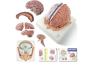 Evotech 7-Part Human Brain Model with Arteries