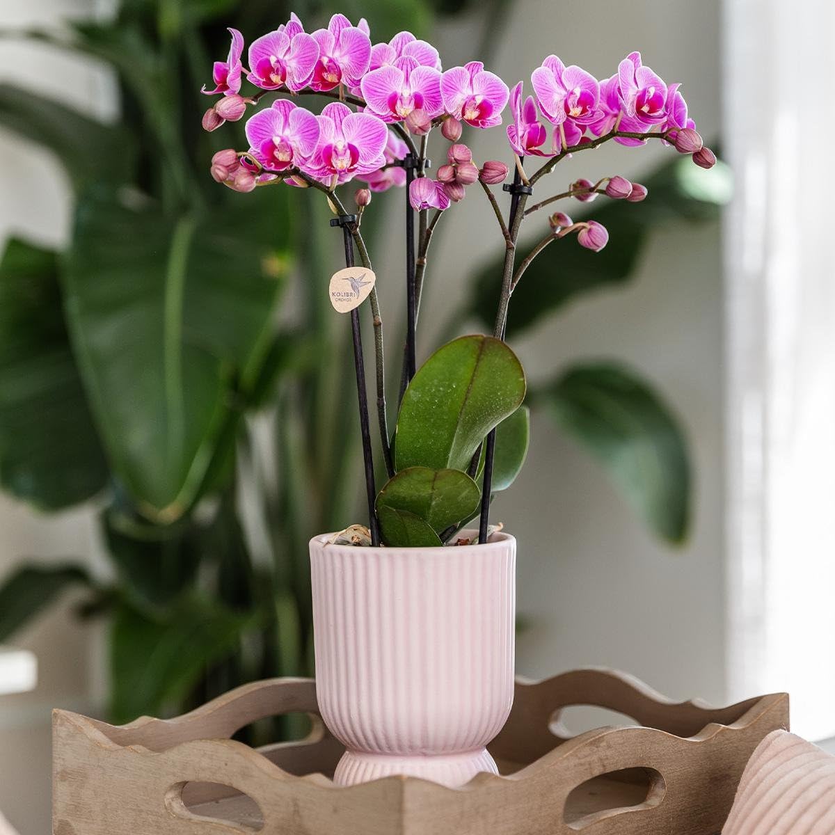 KOLIBRI Orchidées,Orchidée Phalaenopsis rose et violet – Salvador + diabolo rose – Diamètre du pot : 9 cm,Plante d'intérieur à fleurs – Fraîcheur du producteur