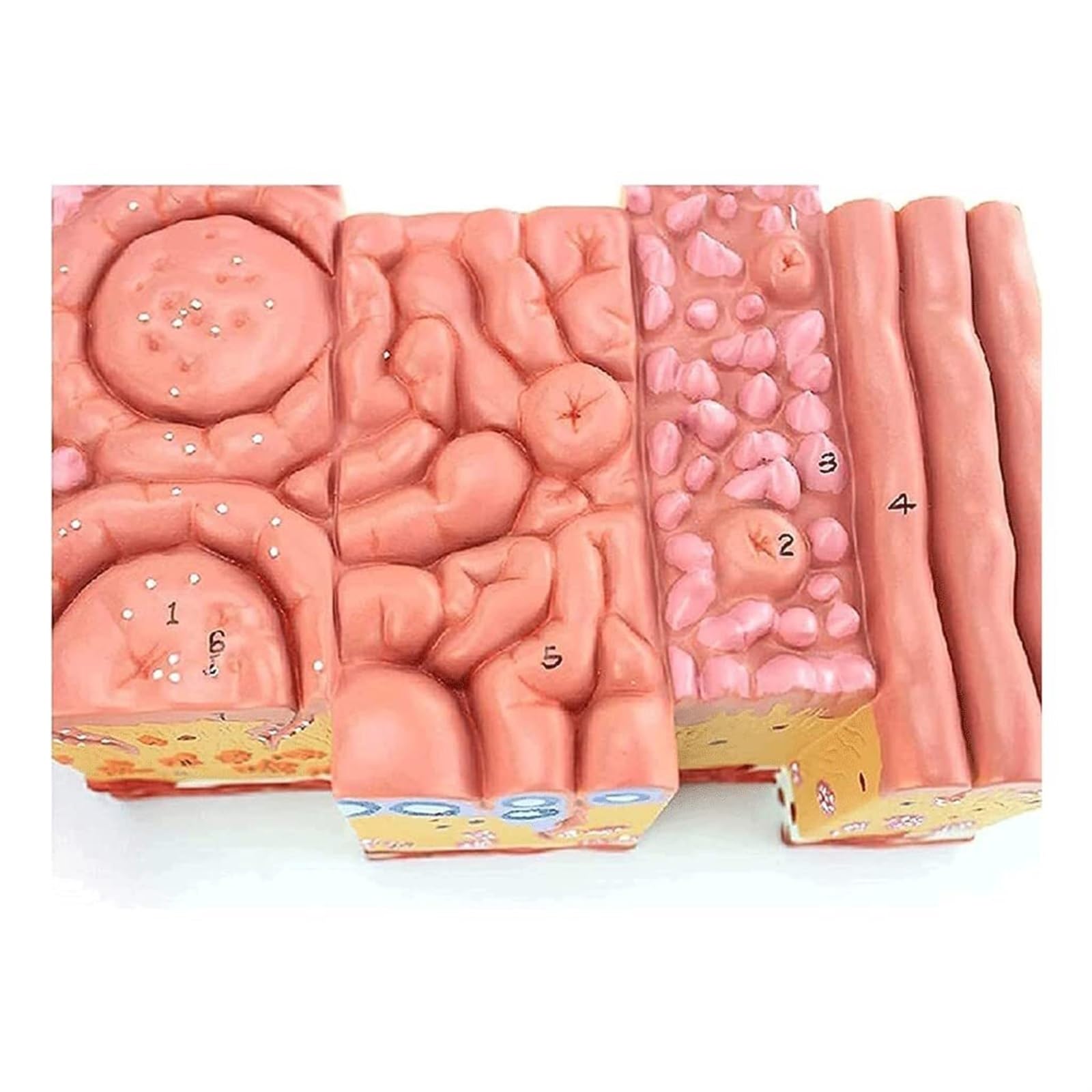 WlP Modello Anatomico Della Lingua Umana Rivestimento Della Lingua Papilla Della Lingua Papille Gustative Gastroenterologia Orale Tessuto Della Lingua Modello Di Organo Umano Modello Di Espansione