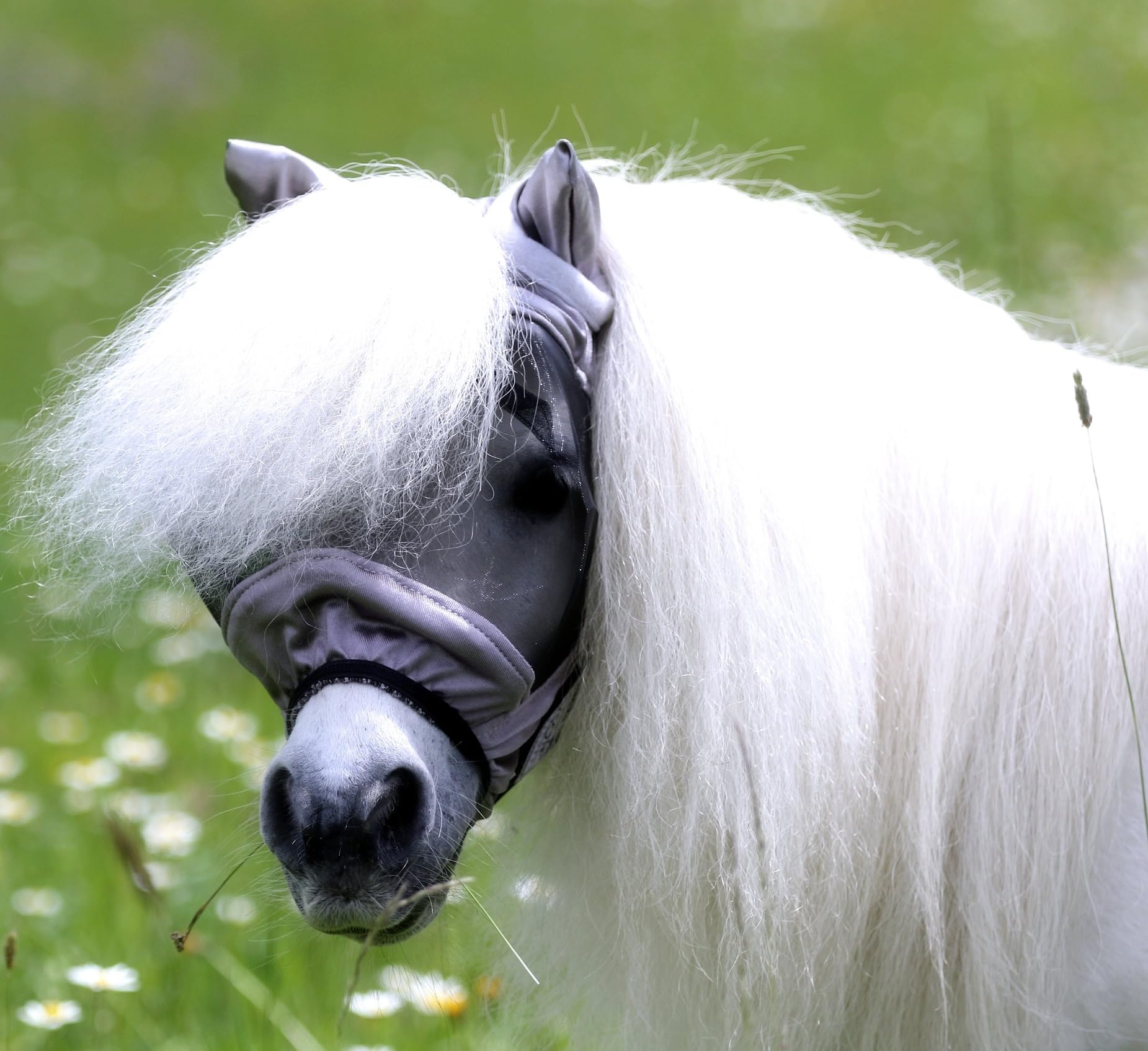 Fliegenmaske ohne Nasenteil MIT Ohren Fliegenhaube Lissy Minishetty Mini Shetty viel Augenfreiheit! Tysons Minipony Falabella Fliegenschutz (Minishetty, Grau - Schwarz)