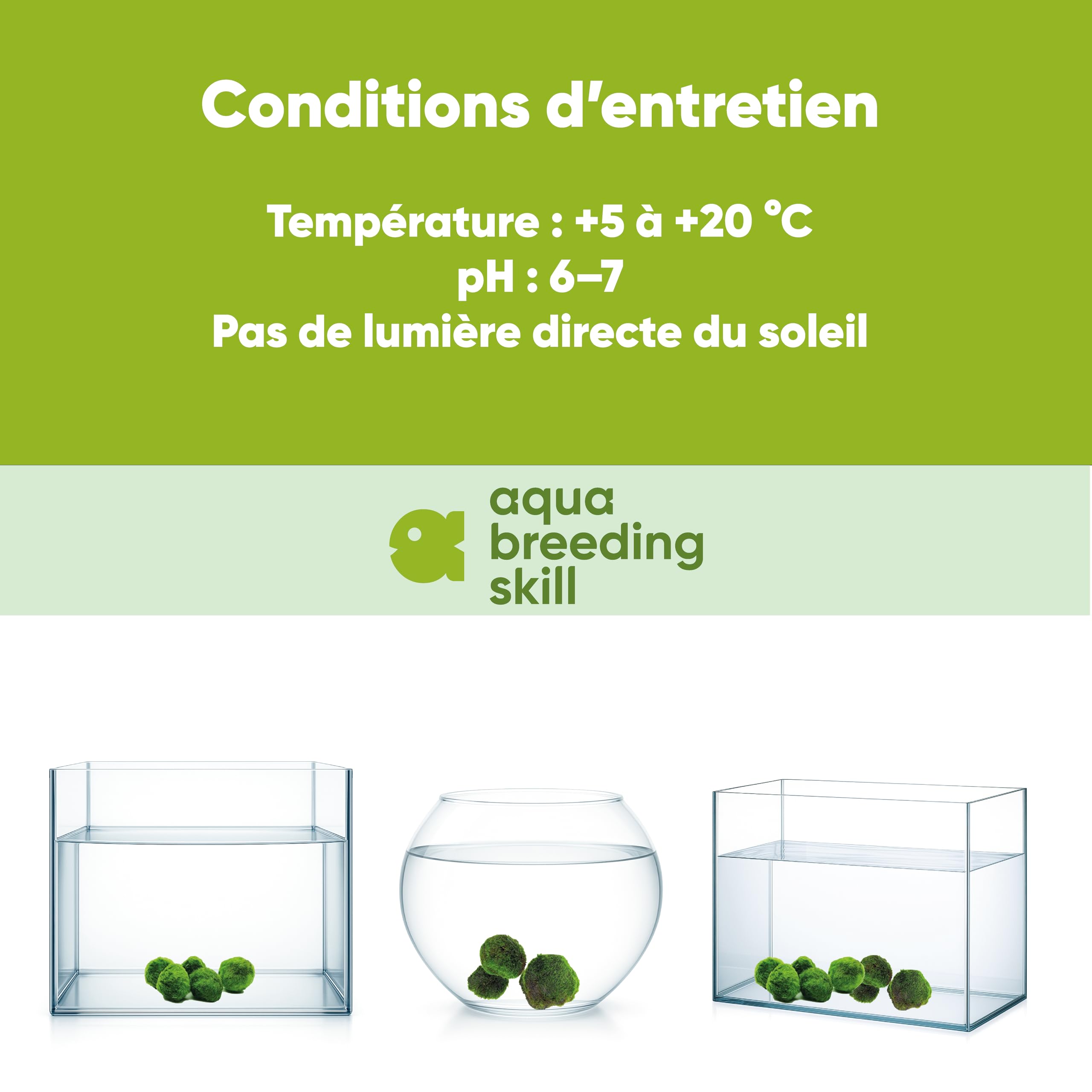 AquaBreedingSkill – Grand Format 3–4 cm – Lot de 7 Marimo Moss Balls – Plante Aquarium Vivante Naturelle | Filtre Biologique | Décoration Écologique | Entretien Facile | Idéal pour Nano Aquarium