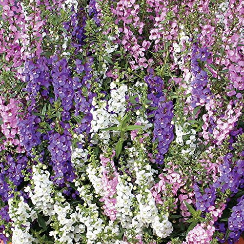 Park Seed Snap Dragon Flower Plant Seeds – Angelonia Serena Mix