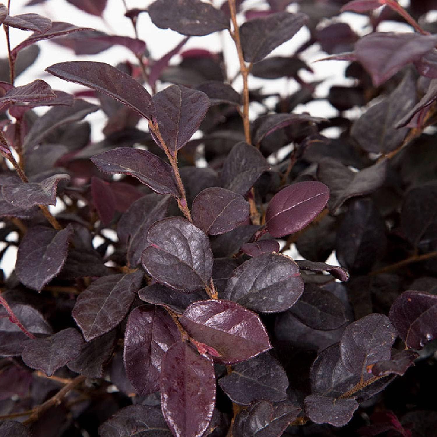Loropetalum Ruby | 2 Large Trade Gallon Size Plants | Chinese Fringe Flower | Evergreen Flowering Shrub