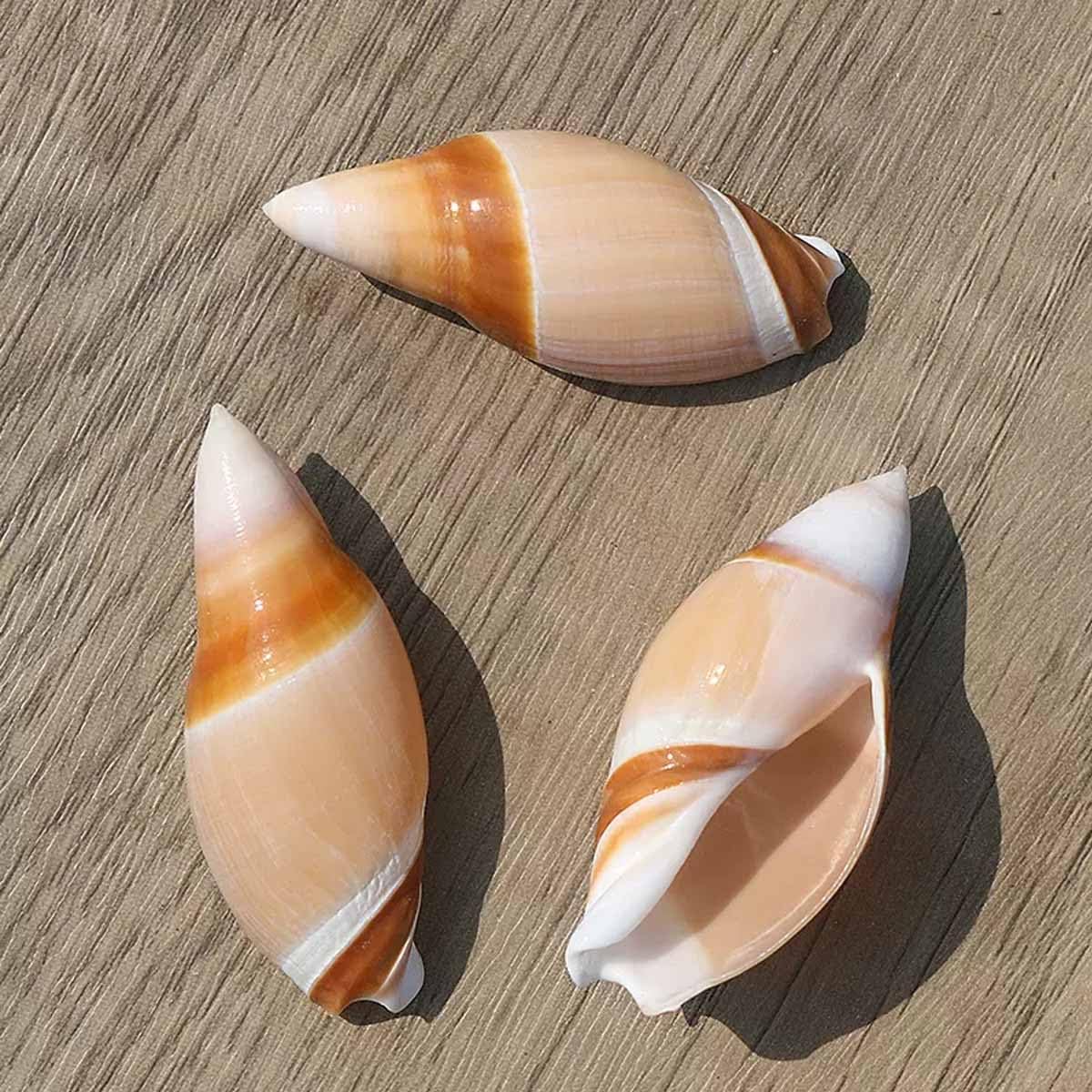 Conchiglia， 4~6 cm for Decorazioni for Matrimoni, Feste a Tema Spiaggia, Decorazioni for la casa, Artigianato Fai da Te, acquari e Collezionisti di Conchiglie