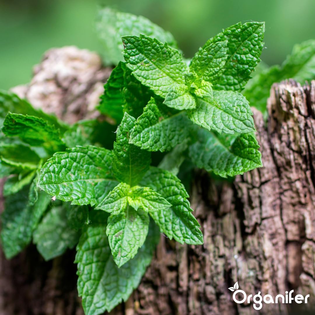 Engrais liquide organique 1L pour Menthe – croissance optimale et feuillage luxuriant – Organifer