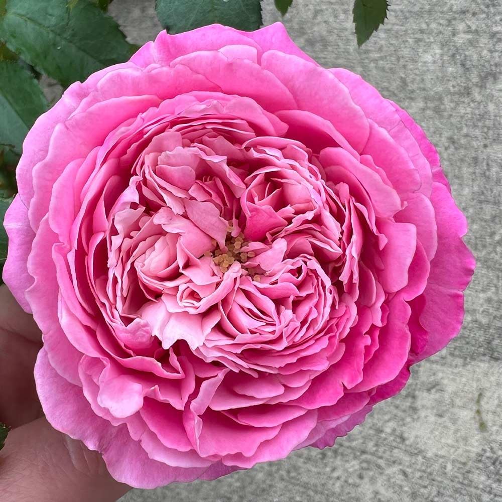 Heirloom Roses Live Fragrant Rose Plant - Sister Emmanuelle™ Pink Hybrid Tea Rose Bush for Planting Outdoors