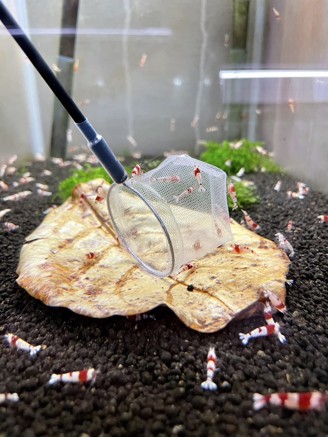 Amazon | 【NOKO-T】マジックリーフ 10枚 15cm～20cm 沖縄県産