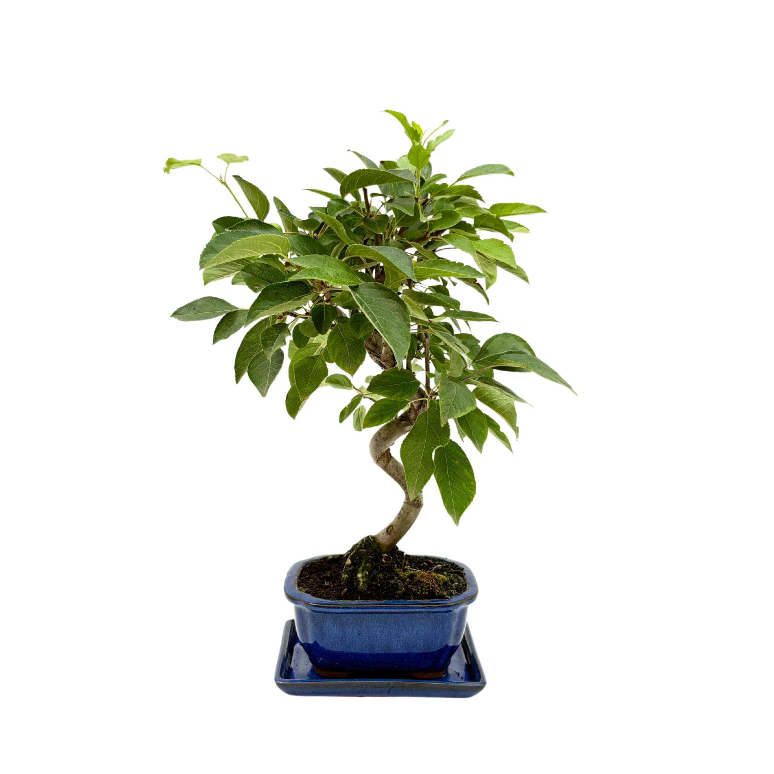 Bonsai Melo 8 Anni in Vaso di Ceramica con Sottovaso | Pianta Vera Fruttifera da Interno ed Esterno | Fioritura Primaverile e Piccoli Frutti Decorativi | Facile da Curare