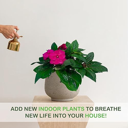 Miniatura 4 de LEAL PLANTS ECUADOR Impatiens Pink 2 Pack  Anual floreciente exuberante con flores rosas suaves, planta tropical de fácil cuidado, purificadora de