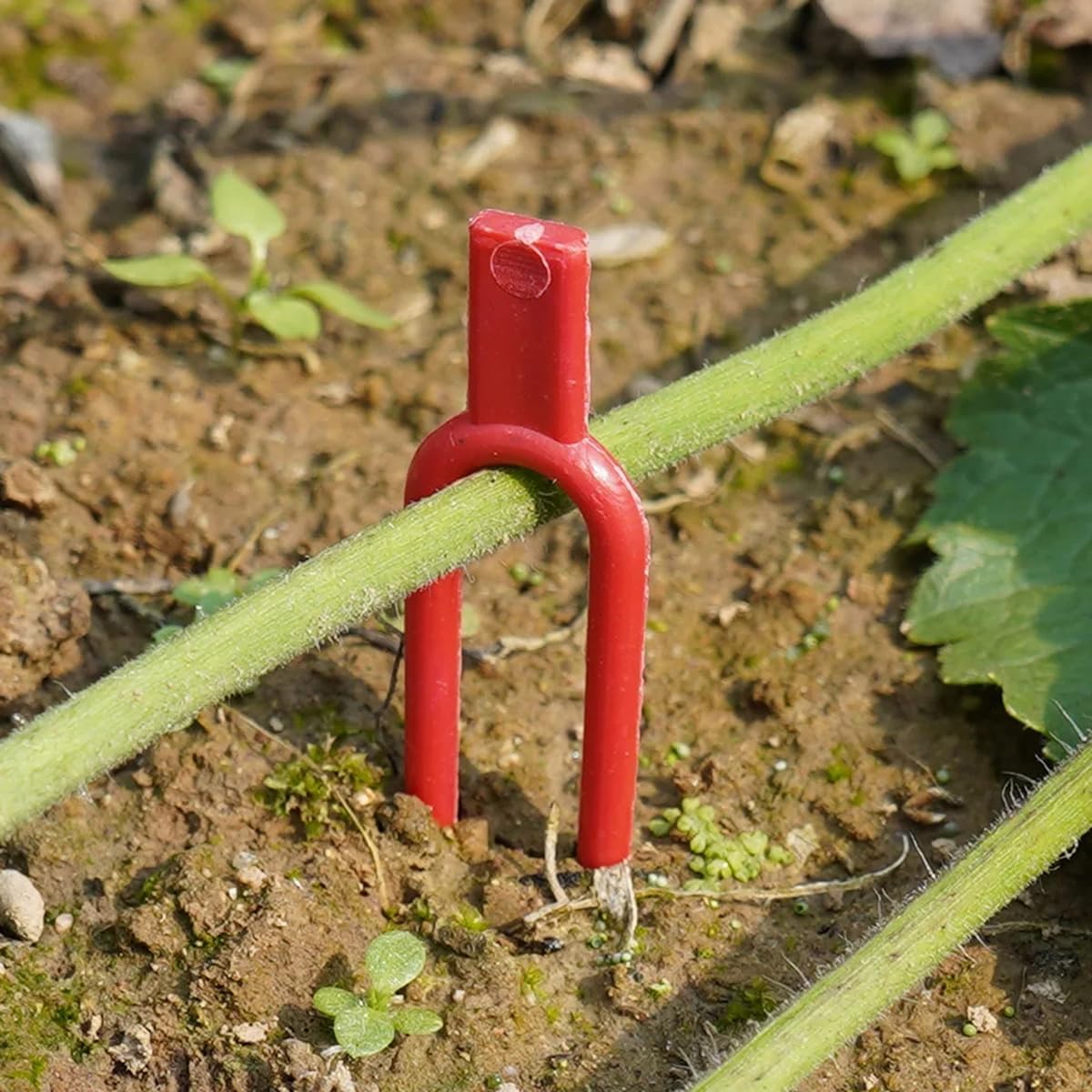 Strawberry Runner Pins, Plant Vines Fixing Clips Farming Gardening Stolons Plastic Securing Forks Set of 100 5cm (Red)
