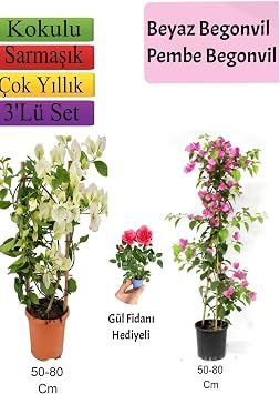 Beyaz+ Pembe Begonvil+ G l Fidan  Hediyeli