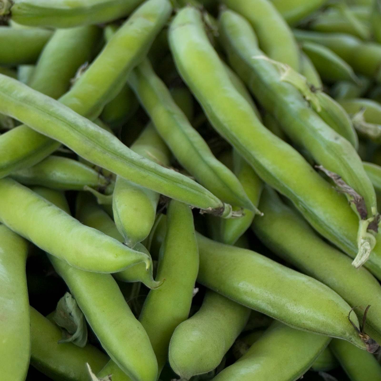 Roma II Bush Bean Seed 5 Lb