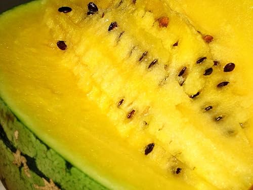 Miniatura 9 de Semillas de frutas de sandía amarilla sin OMG