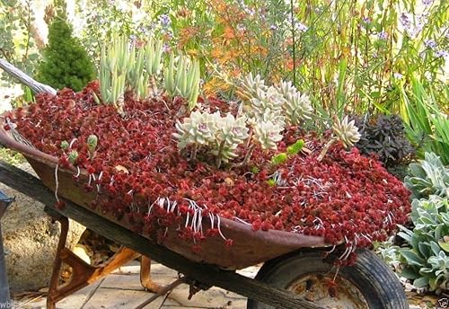 Miniatura 2 de Sedum - Planta fantasma de sangre de dragón, aloe de dedo, cubierta vegetal suculenta, cultivo de piedra (100 semillas)