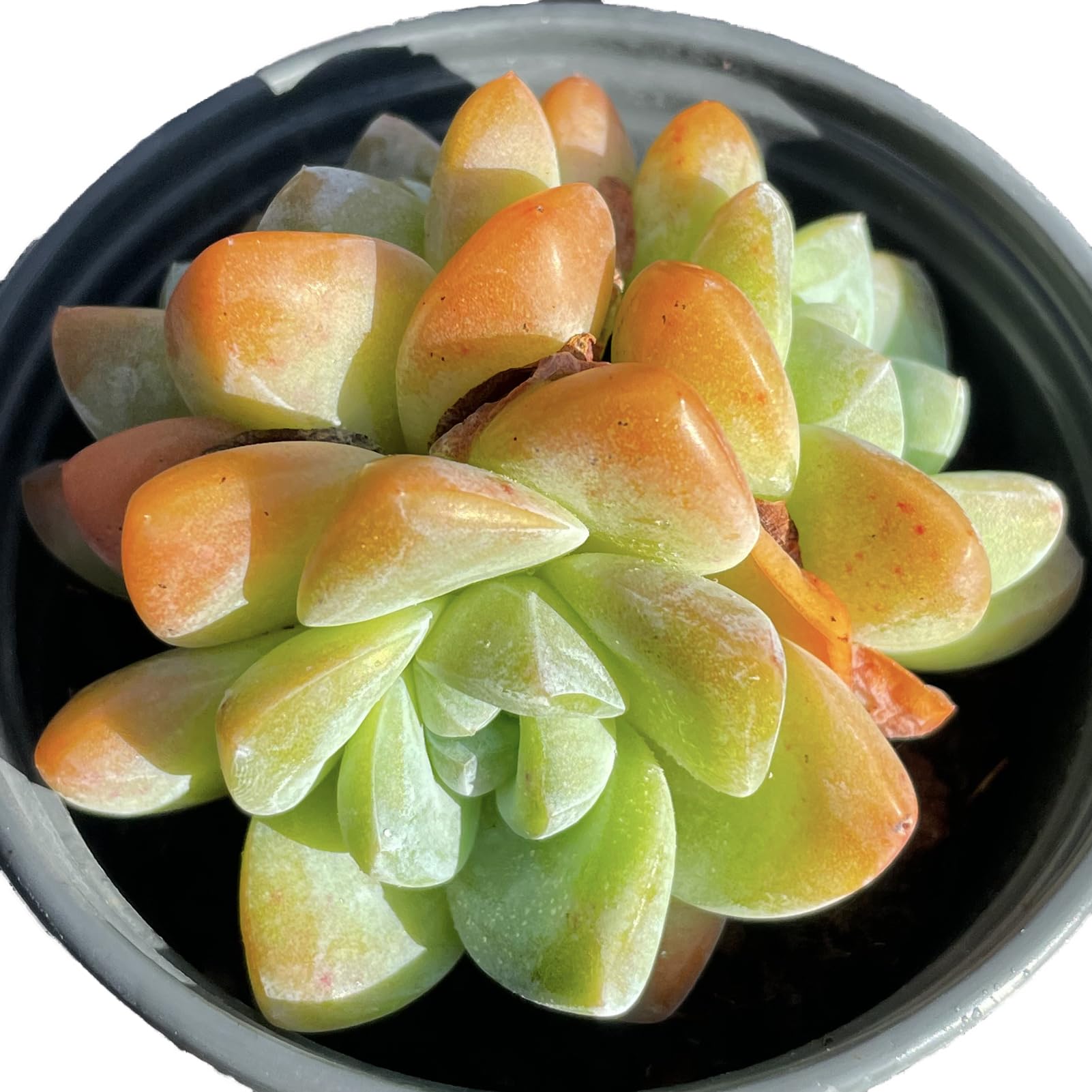 Echeveria Ice Green