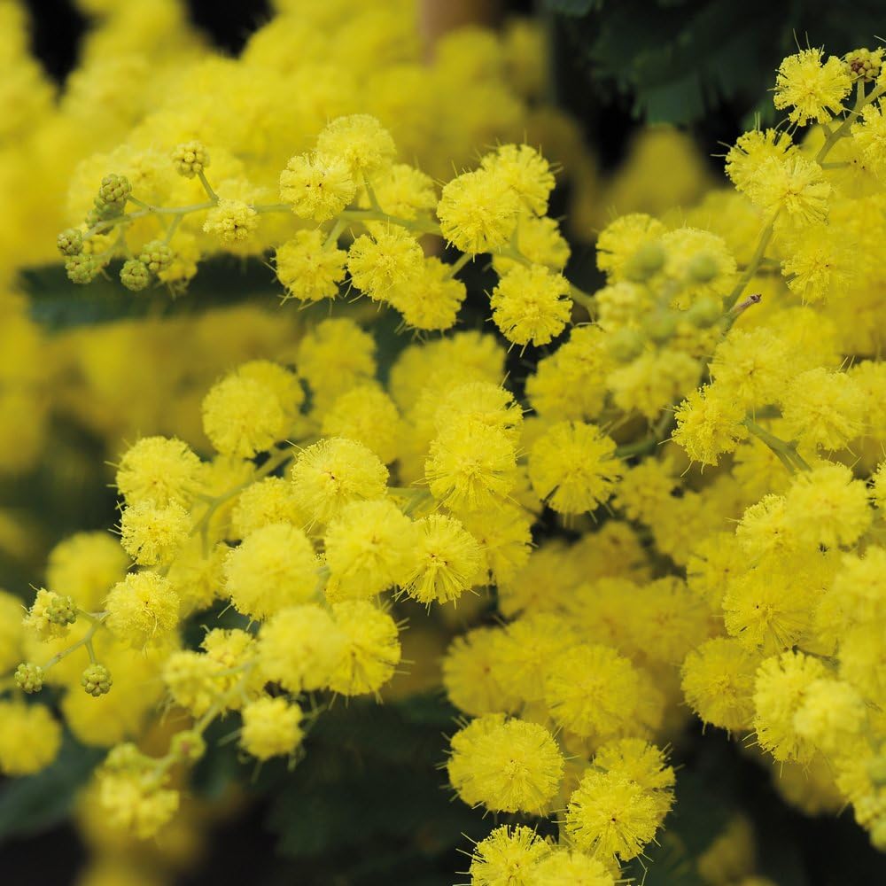 โ Acacia Perennial Drought Tolerant Garden Plant Evergreen Fragrant Hardy Shrub 1 x 9cm Pot Variety Dealbata Mimosa, Silver Wattle by Thompson & Morgan
