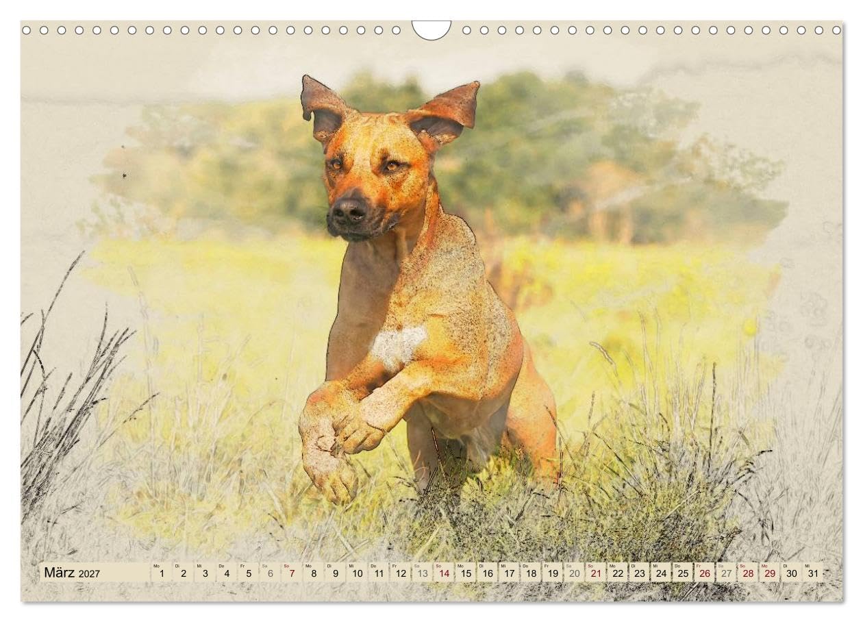 CALVENDO - Rhodesian Ridgeback 2027 (Wandkalender 2027 DIN A3 quer), Monatskalender: Zwölf wunderschöne, großformatige Bilder von Rhodesian Ridgebacks im einzigartigen Aquarell-Design, die wir mit Lie