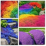 5200+ Mixed Creeping Thyme Seeds for Outdoor Planting - Perennial Ground Cover Flowers, Thymus serpyllum, Fast-Growing & Drought-Tolerant, Ideal for Large Gardens & Container