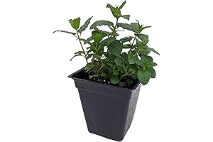 Indoor/Outdoor Peppermint Plant - Easy Growth, 3-Inch Pot