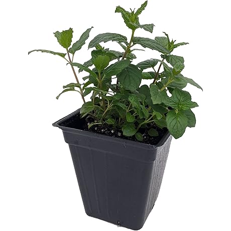 Indoor/Outdoor Peppermint Plant - Easy Growth, 3-Inch Pot