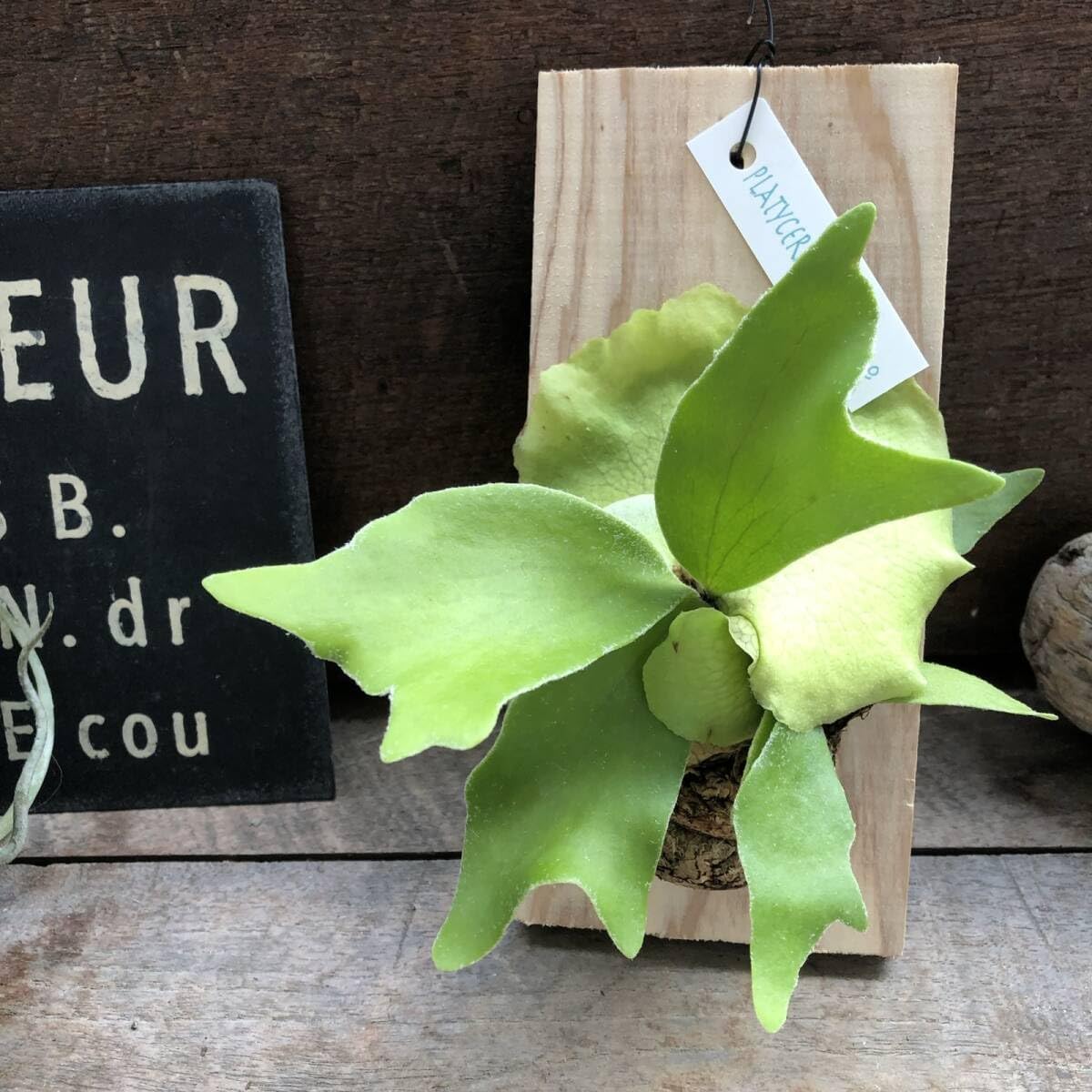 Z会 エブリスタディ アドバンスト DVD 小6 国語① Z会 エブリスタディ