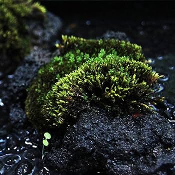 アクアテラリウム水槽 完成品 中型 赤溶岩石レイアウト アクアテラリウム水槽 完成品 中型 赤溶岩石レイアウト 溶岩石赤