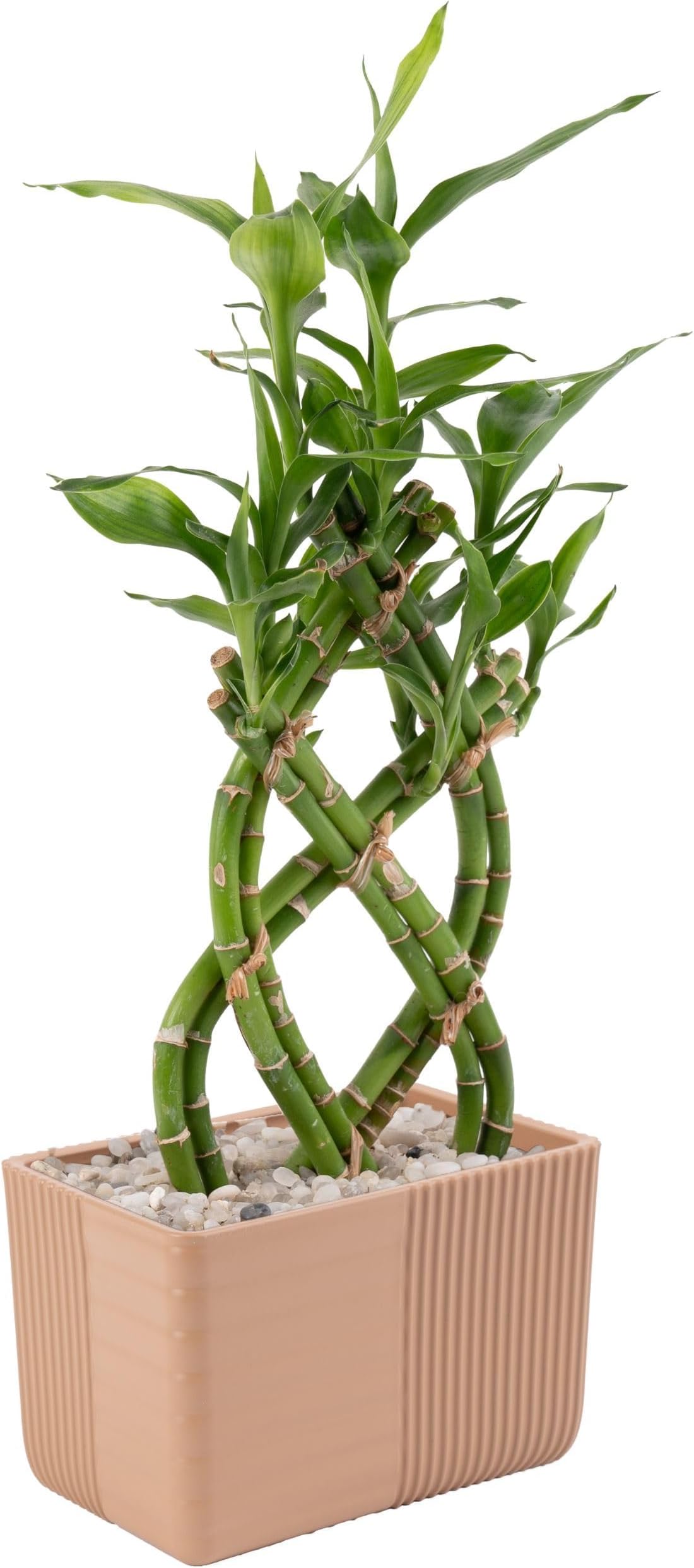Costa Farms Lucky Bamboo Plant, Easy to Grow Live Indoor Houseplant in Ceramic Planter Pot, Potting Mix, Grower's Choice, Perfect for Home Tabletop, Office Desk, Shelf, Zen Room Decor, 12-Inches Tall